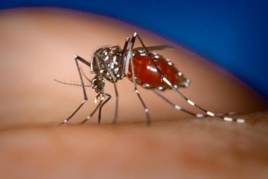 Asian Travel Warning for Dengue